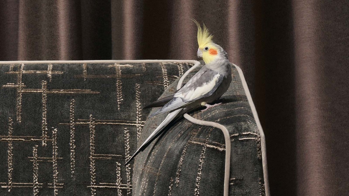 RUBELLI PRESENTS "TEOREMA COLLECTION "